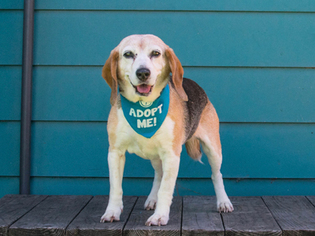 Beagle Dogs for adoption in Pacific Grove, CA, USA