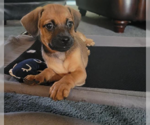 Boxador Dogs for adoption in Von Ormy, TX, USA