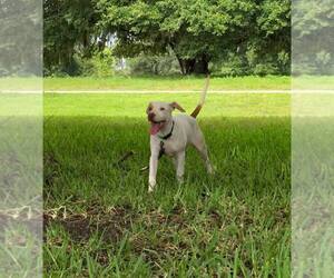 Labradinger Dogs for adoption in Groveland, FL, USA