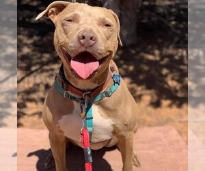 American Pit Bull Terrier Dogs for adoption in Kanab, UT, USA