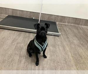 Pug-Unknown Mix Dogs for adoption in Pasadena, CA, USA