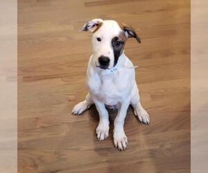Dalmatian Dogs for adoption in Aurora, CO, USA