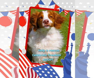 Brittany Dogs for adoption in Curwensville, PA, USA