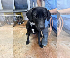 Labrador Retriever-Unknown Mix Dogs for adoption in Bolivar, MO, USA