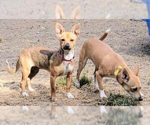 Chiweenie Dogs for adoption in Olalla, WA, USA