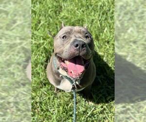 American Staffordshire Terrier Dogs for adoption in Fort Lauderdale, FL, USA