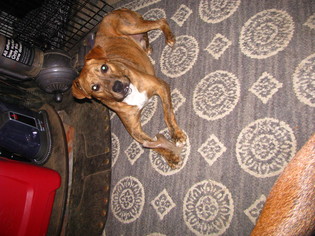 Medium Photo #1 Boxer-Plott Hound Mix Puppy For Sale in Gilbertsville, PA, USA