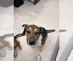Labrador Retriever-Unknown Mix Dogs for adoption in Fort Collins, CO, USA