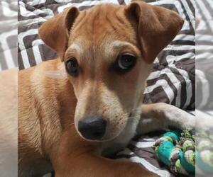 Dachshund Dogs for adoption in Aurora, CO, USA