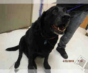 Labrador Retriever Dogs for adoption in Oroville, CA, USA