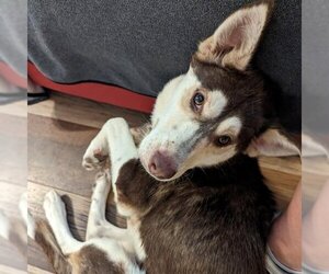 Siberian Husky Dogs for adoption in Omaha, NE, USA