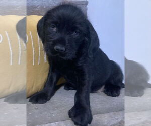 Cocker Spaniel-Poodle (Miniature) Mix Dogs for adoption in Hillsboro, MO, USA