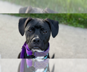 Mutt Dogs for adoption in Springdale, PA, USA