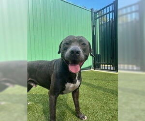 American Bulldog-Unknown Mix Dogs for adoption in Tallahassee, FL, USA