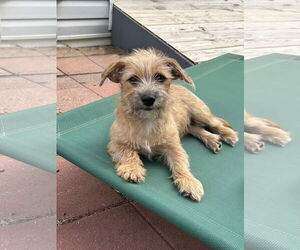 Chiranian Dogs for adoption in Pacolet, SC, USA