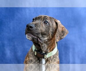 American Pit Bull Terrier-Plott Hound Mix Dogs for adoption in Gloversville, NY, USA