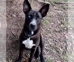 Mutt Dogs for adoption in Lucedale, MS, USA