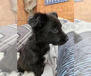 Medium Photo #1 Siberian Husky-Unknown Mix Puppy For Sale in Pueblo, CO, USA