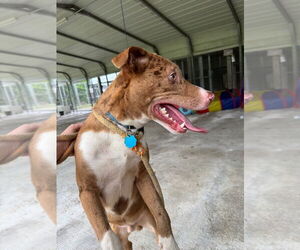 American Pit Bull Terrier-Australian Shepherd Mix Dogs for adoption in Cromwell, KY, USA