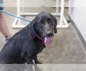Bloodhound-Unknown Mix Dogs for adoption in Mountain Home, AR, USA