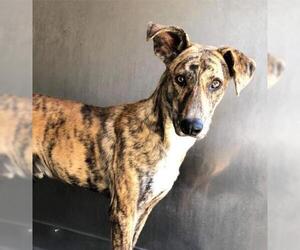 Greyhound Dogs for adoption in Canyon Country, CA, USA