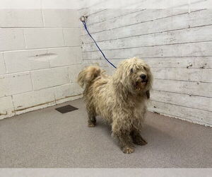 Mutt Dogs for adoption in San Bernardino, CA, USA
