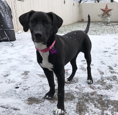 Labrador Retriever-Unknown Mix Dogs for adoption in Springville, NY, USA