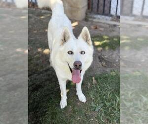 Siberian Husky Dogs for adoption in Riverside, CA, USA