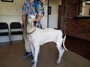 Great Dane Dogs for adoption in Lynn Haven, FL, USA
