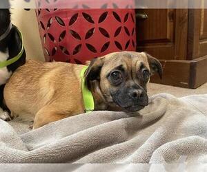 Pug Dogs for adoption in Pasadena, CA, USA