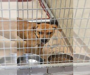 Chinese Shar-Pei-Unknown Mix Dogs for adoption in Texas City, TX, USA