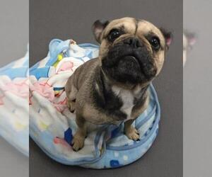 French Bulldog Dogs for adoption in HESPERIA, CA, USA