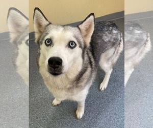 Siberian Husky Dogs for adoption in Low Moor, VA, USA