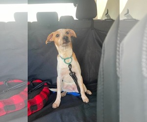 Chihuahua-Unknown Mix Dogs for adoption in Minneapolis, MN, USA