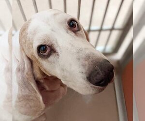 Basset Hound Dogs for adoption in Covington, LA, USA