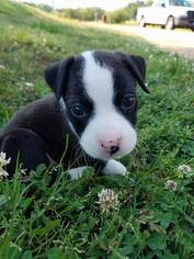 Medium Photo #1 American Pit Bull Terrier-Unknown Mix Puppy For Sale in Binghamton, NY, USA