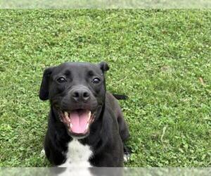 Boxer-Unknown Mix Dogs for adoption in Tulsa, OK, USA