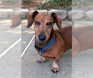 Dachshund Dogs for adoption in Lewisburg, TN, USA