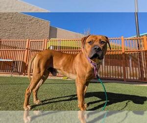 American Pit Bull Terrier-Unknown Mix Dogs for adoption in Las Vegas, NV, USA
