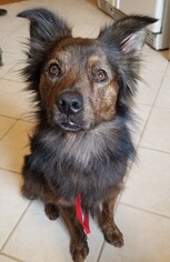 Collie Dogs for adoption in Newport, KY, USA