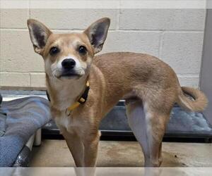 Chihuahua Dogs for adoption in Martinez, CA, USA