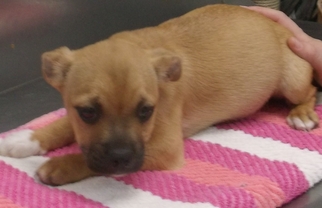 Chi-Corgi Dogs for adoption in Orangeburg, SC, USA