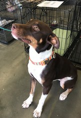 Doberman Pinscher-Labrador Retriever Mix Dogs for adoption in Rosenberg, TX, USA