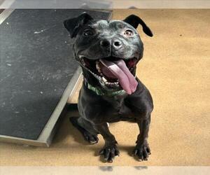 American Pit Bull Terrier-Unknown Mix Dogs for adoption in Derwood, MD, USA