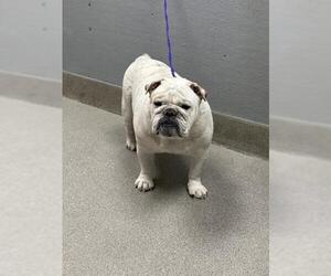 Bulldog-Unknown Mix Dogs for adoption in Las Vegas, NV, USA
