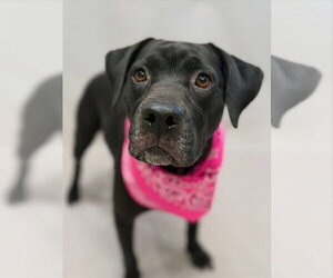 Labrador Retriever-Unknown Mix Dogs for adoption in Sanford, FL, USA