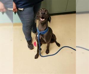 Weimaraner Dogs for adoption in Waterford, VA, USA