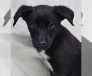 Labrador Retriever-Unknown Mix Dogs for adoption in Thief River Falls, MN, USA