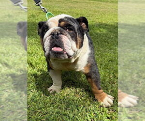 Bulldog Dogs for adoption in Naples, FL, USA