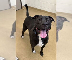 American Pit Bull Terrier Dogs for adoption in Derwood, MD, USA
